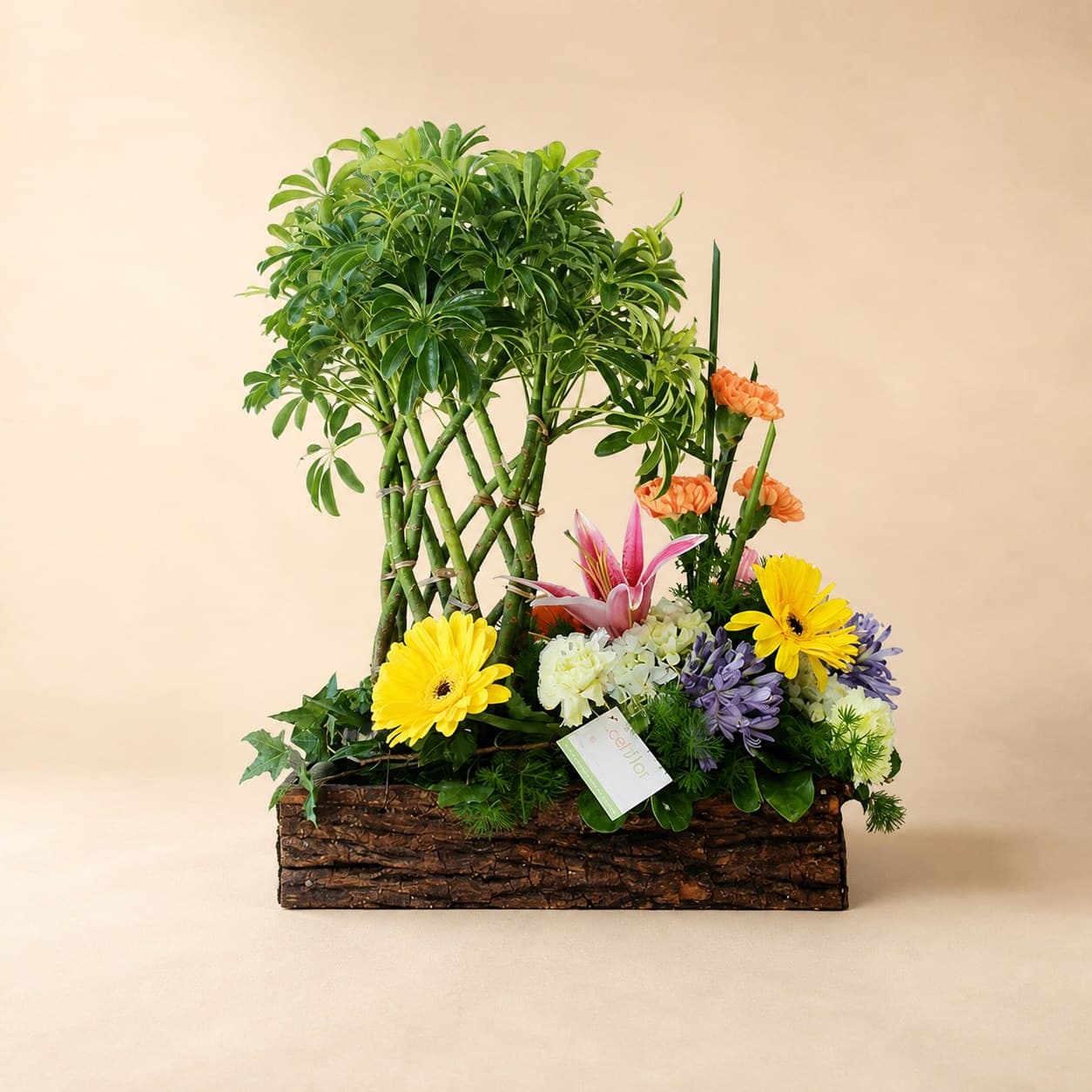 Planta con Jardín Variado