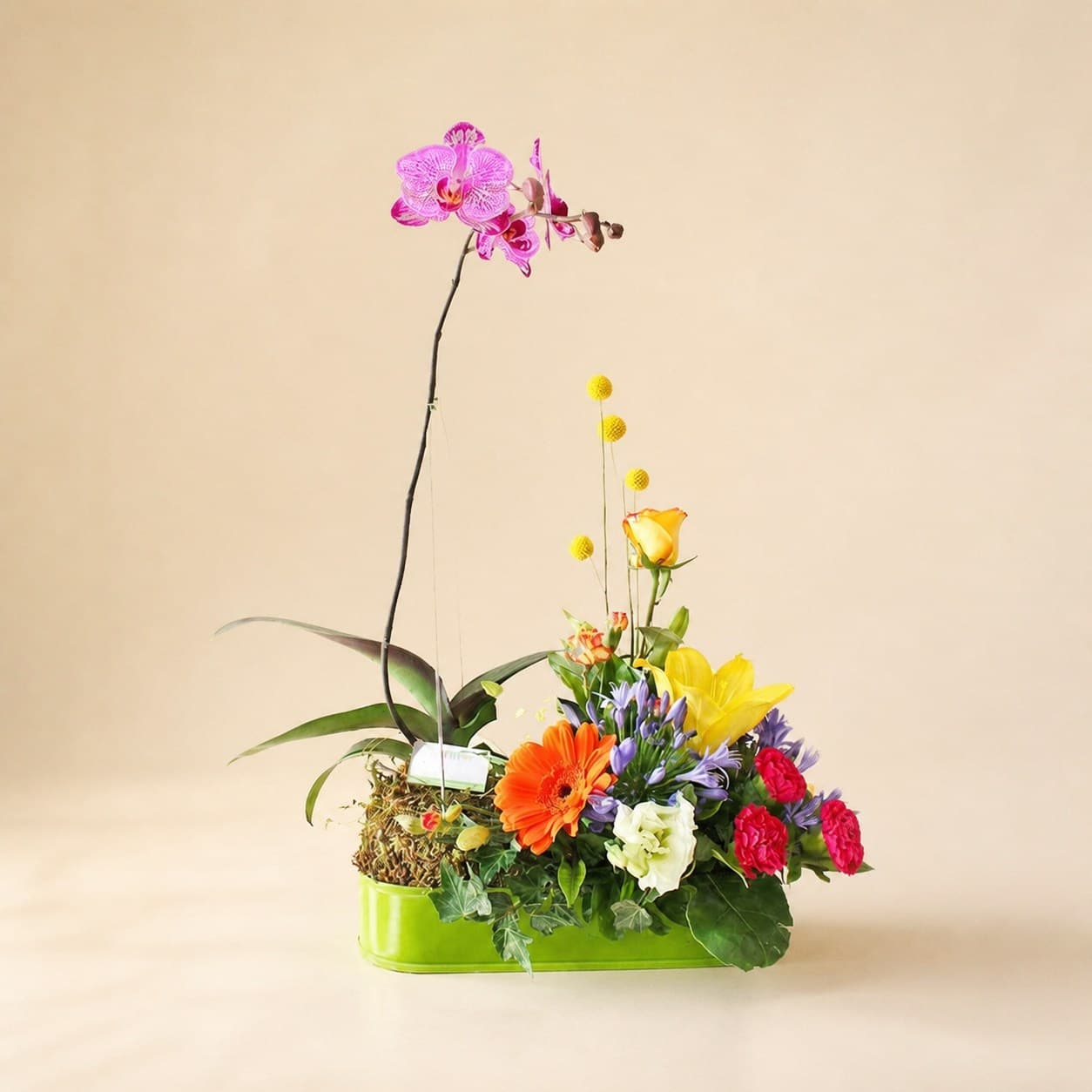 Orquidea con Flores Variadas 2
