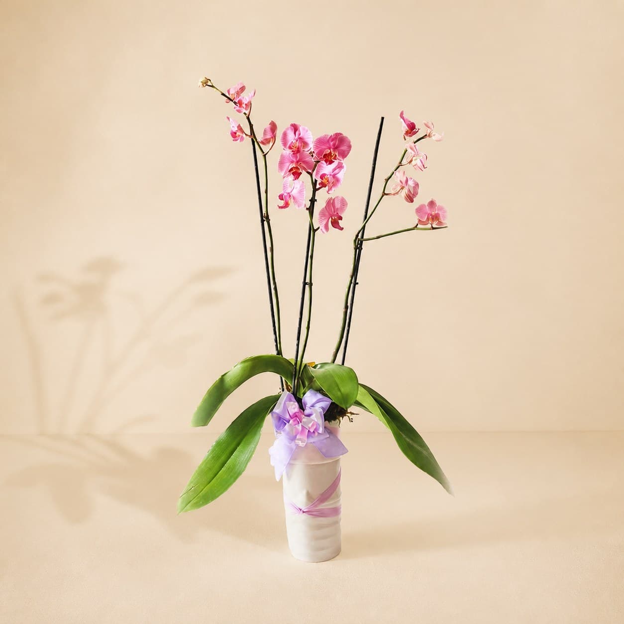 Orquídea Bella